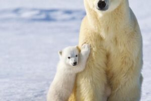 Polar Bear Multipack