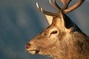 T1306, multipack 3-Colours