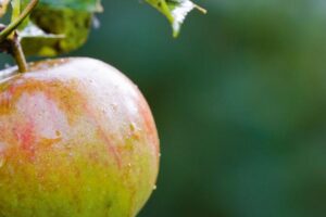 Apple Multipack 4-Colours
