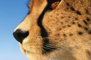 EPSON EasyMail MP Cheetah-DURABrite