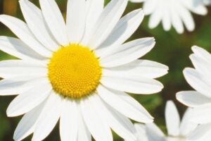 Ink/T1806 EasyMail Daisy CMYK